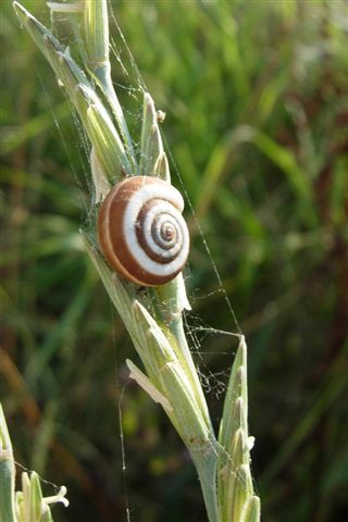 Cernuella neglecta